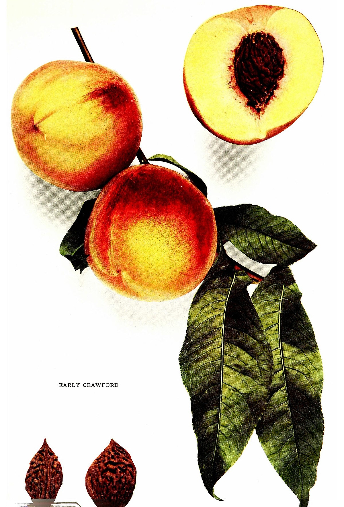 Stone Fruit Simple English Wikipedia The Free Encyclopedia