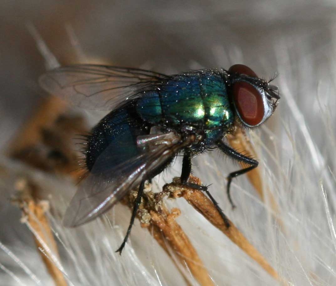 The Difference Between Gnats U0026 Fruit Flies