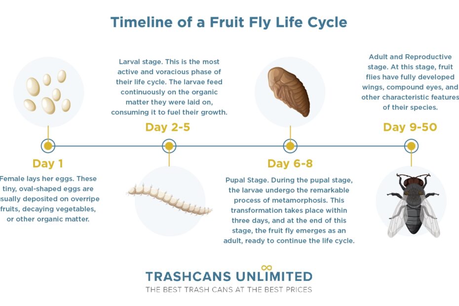 The Fruit Fly s Life Cycle A Full Timeline Trash Cans Unlimited