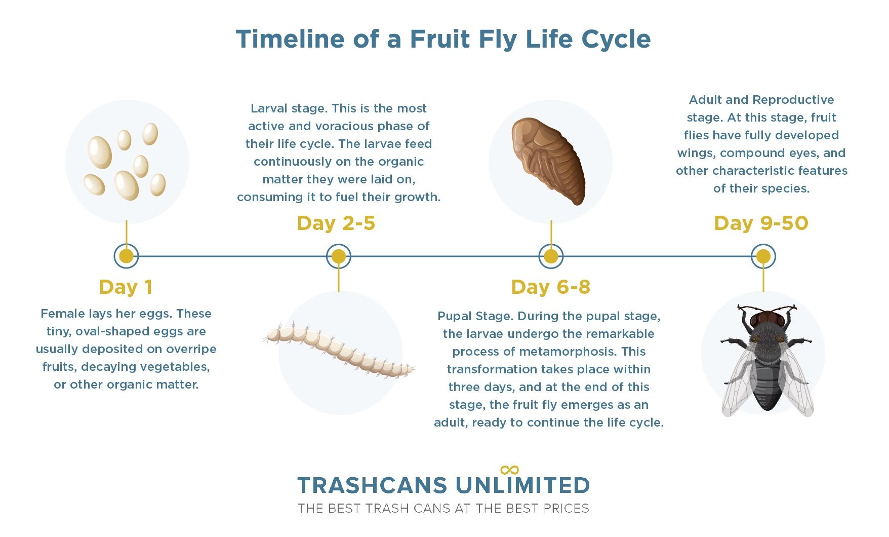 The Fruit Fly s Life Cycle A Full Timeline Trash Cans Unlimited