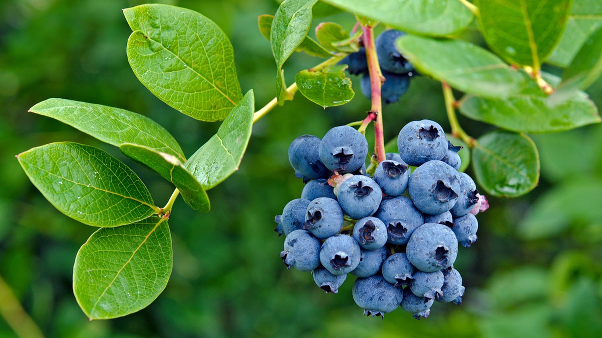 fruit identifier by picture