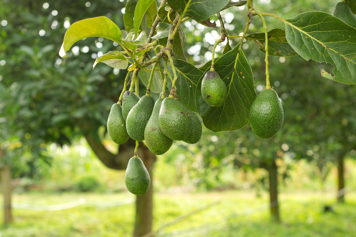 The Guide To Fruit Trees In Florida Warner Tree Service