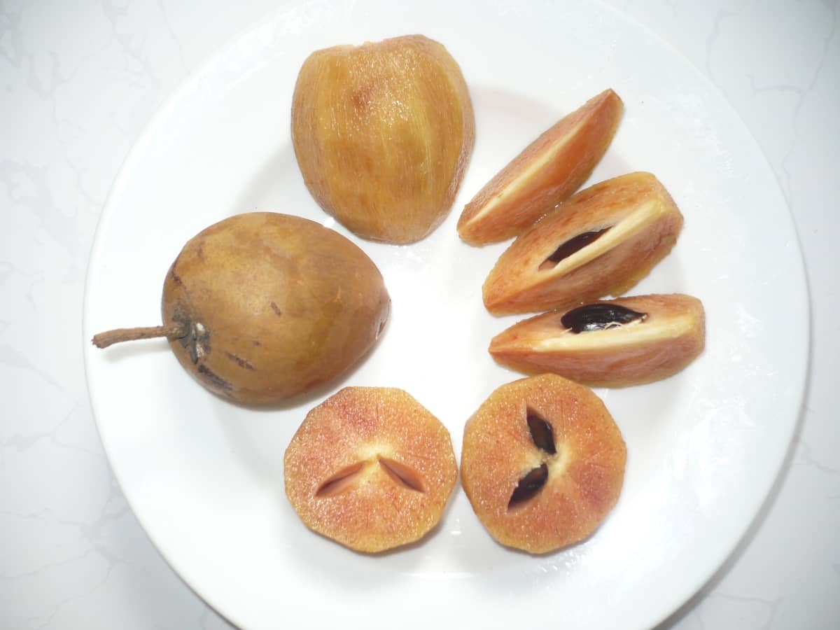 chikoo fruit pictures