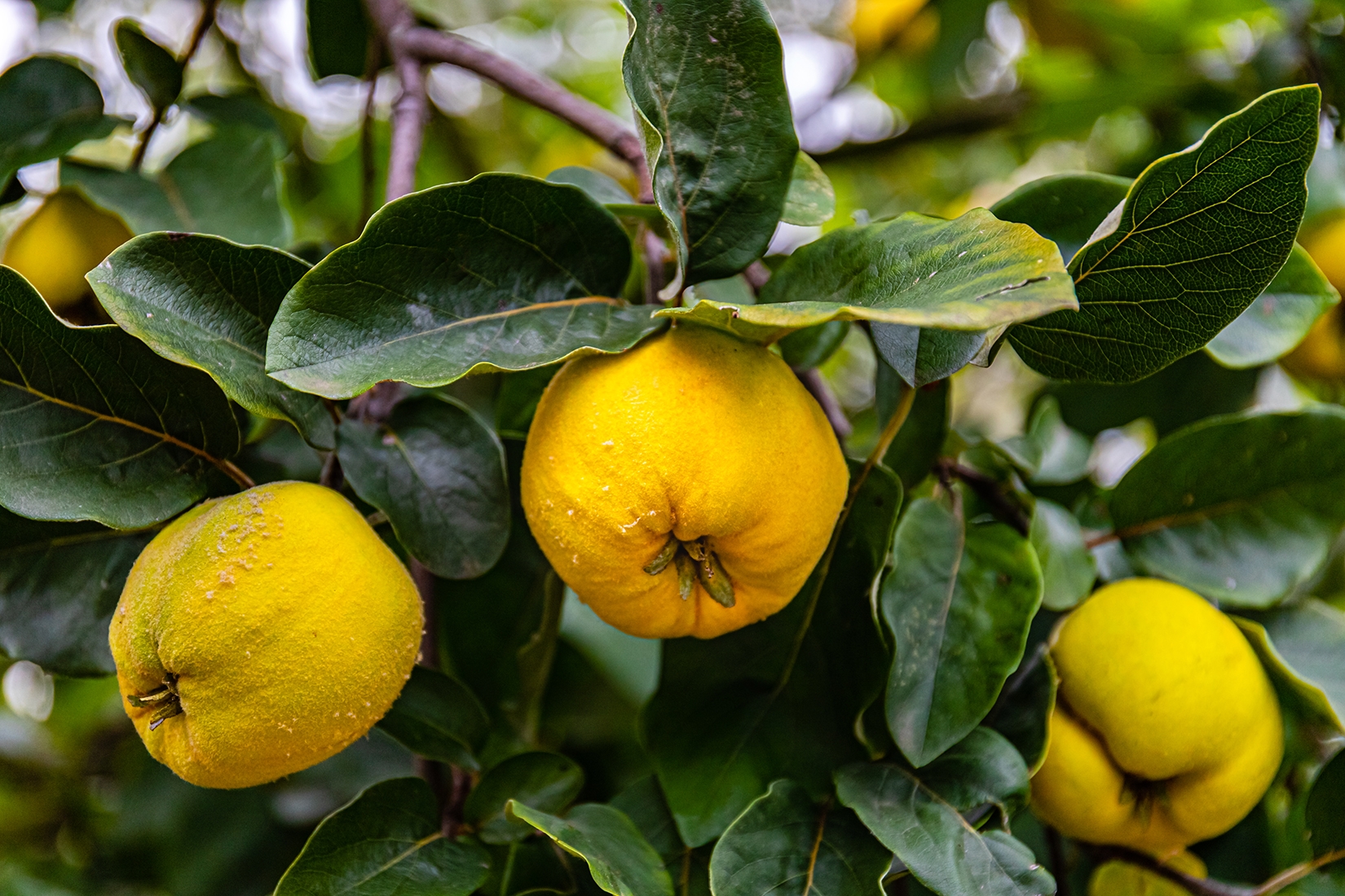 quince fruit pictures