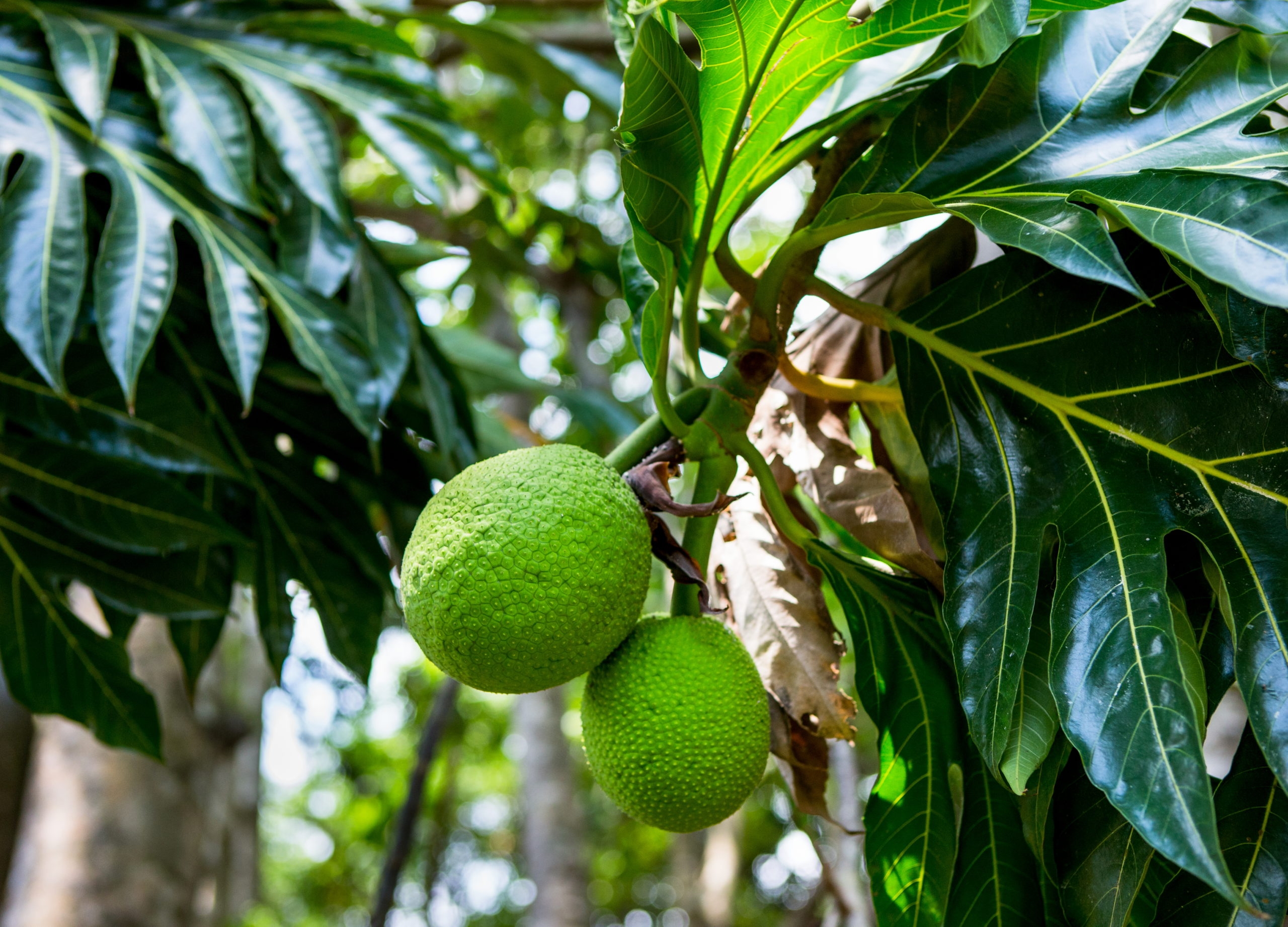 baobab tree fruit pictures