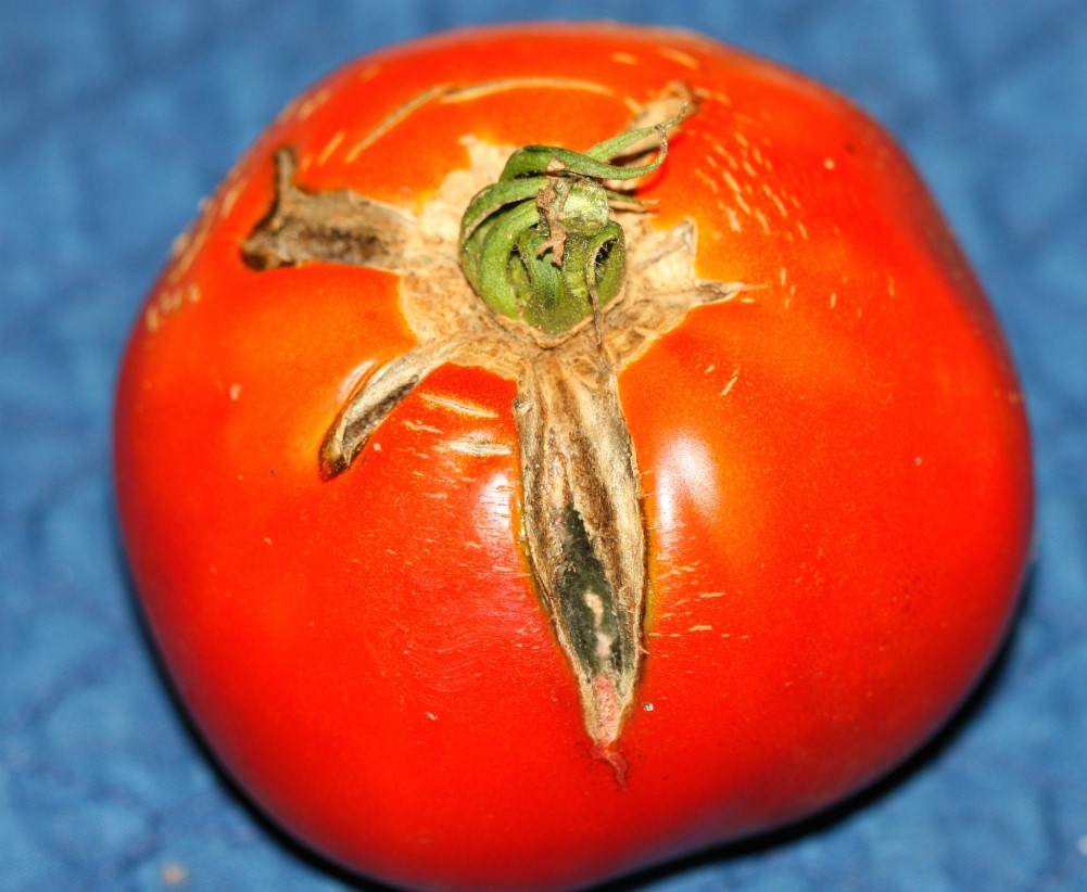 Tomato Diseases U0026 Disorders Home U0026 Garden Information Center