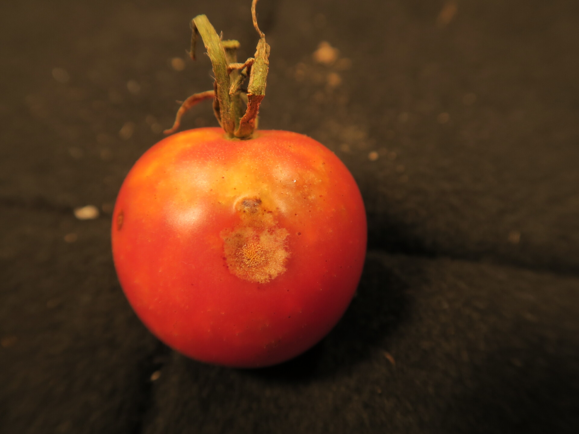 Tomato Diseases