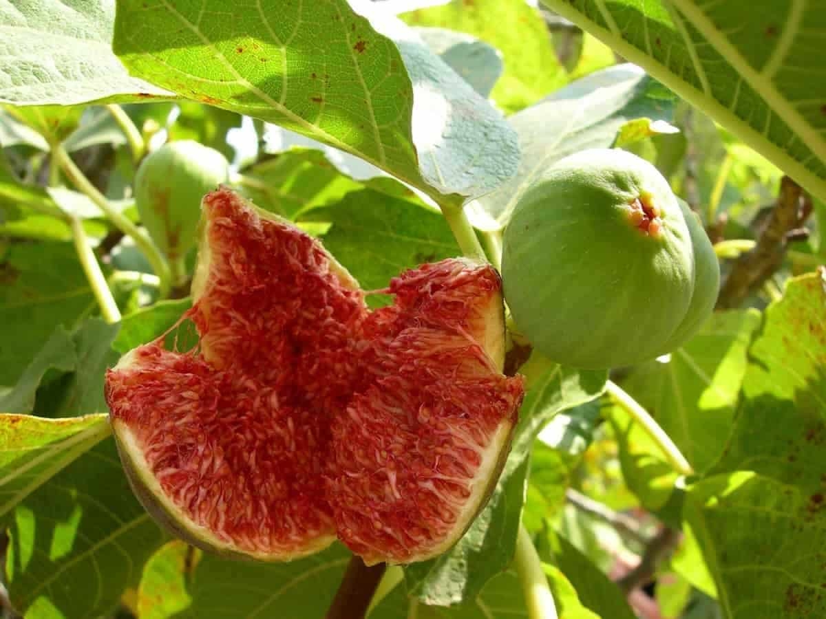 Top 15 Steps To Boost Fig Fruit Yield How To Increase Anjeer Fruit Size Quality And Production