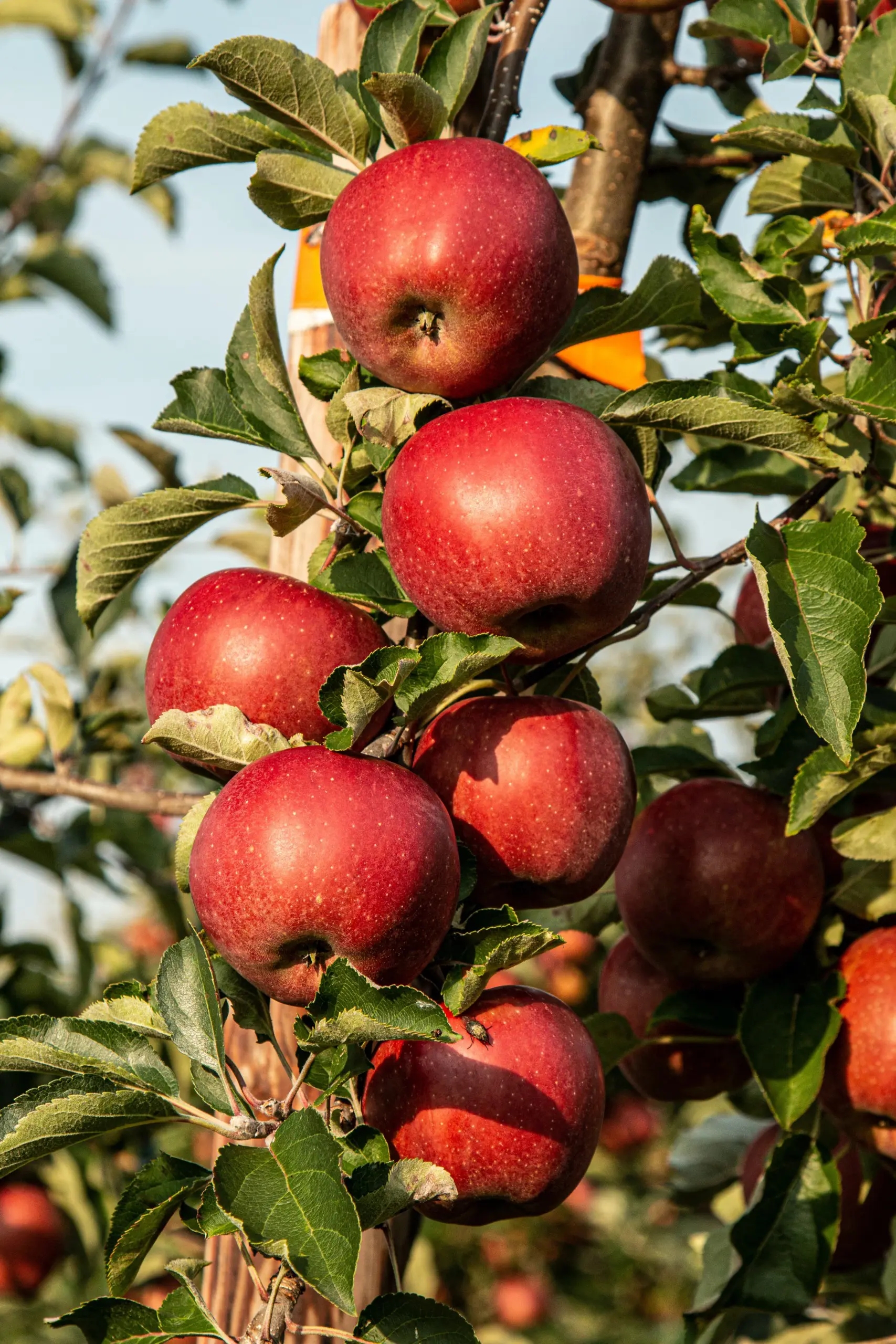 Tree Orchard Fruit Crops Verdesian Life Sciences
