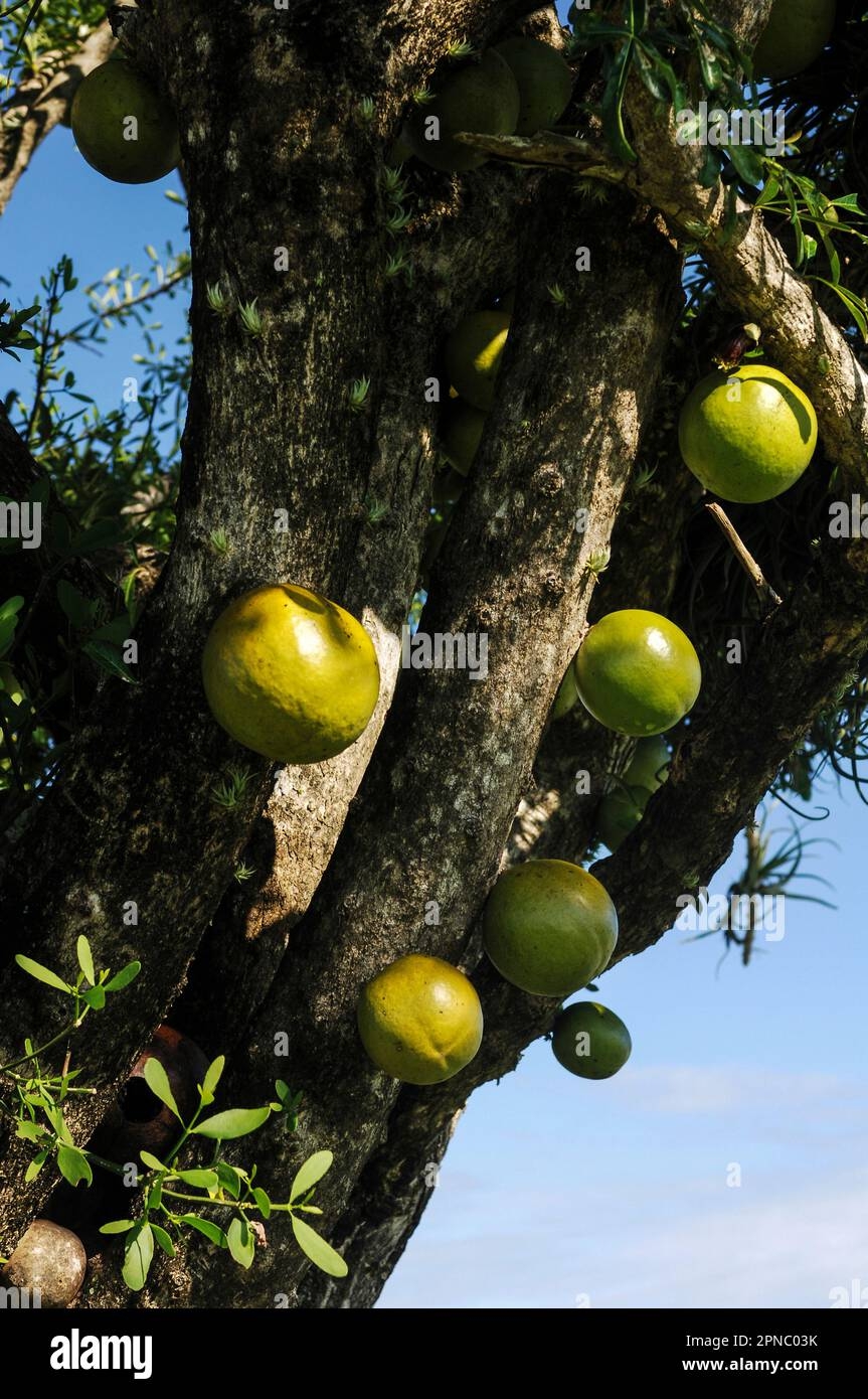 el salvador fruits pictures