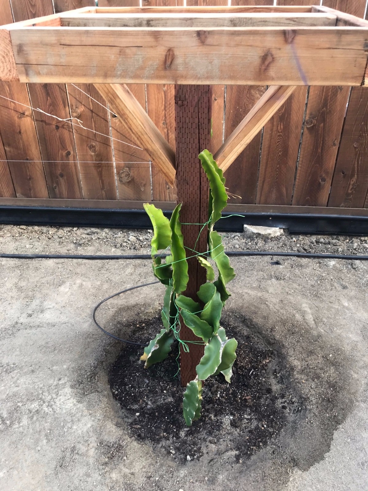 Trellis For Dragon Fruit ThriftyFun
