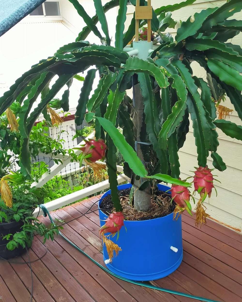 Trellising And Pruning Dragon Fruit Obsession