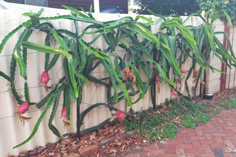 Trellising And Pruning Dragon Fruit Obsession