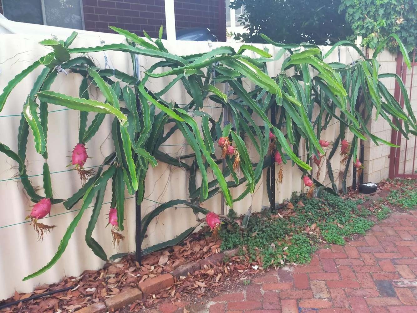 Trellising And Pruning Dragon Fruit Obsession