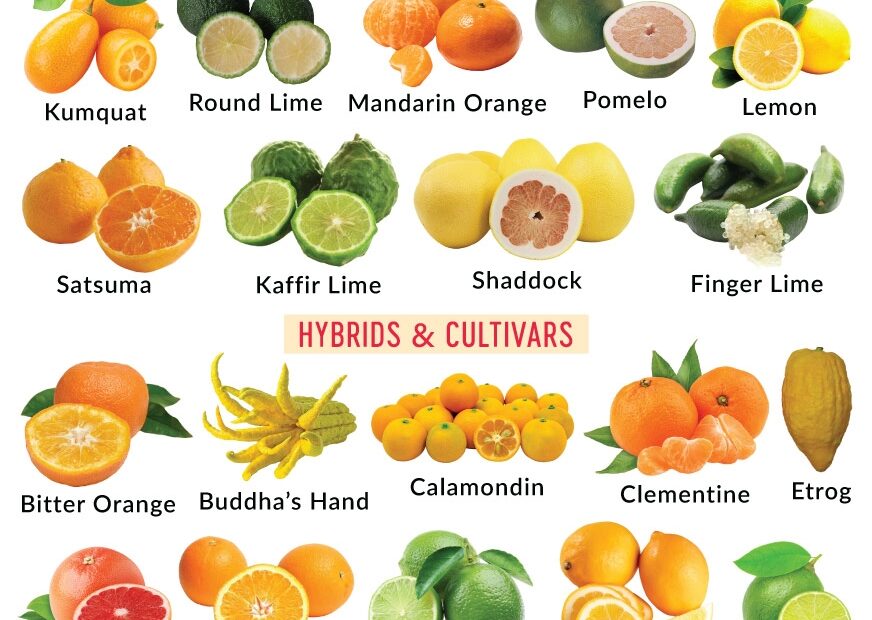 Types Of Citrus Fruits List With Pictures