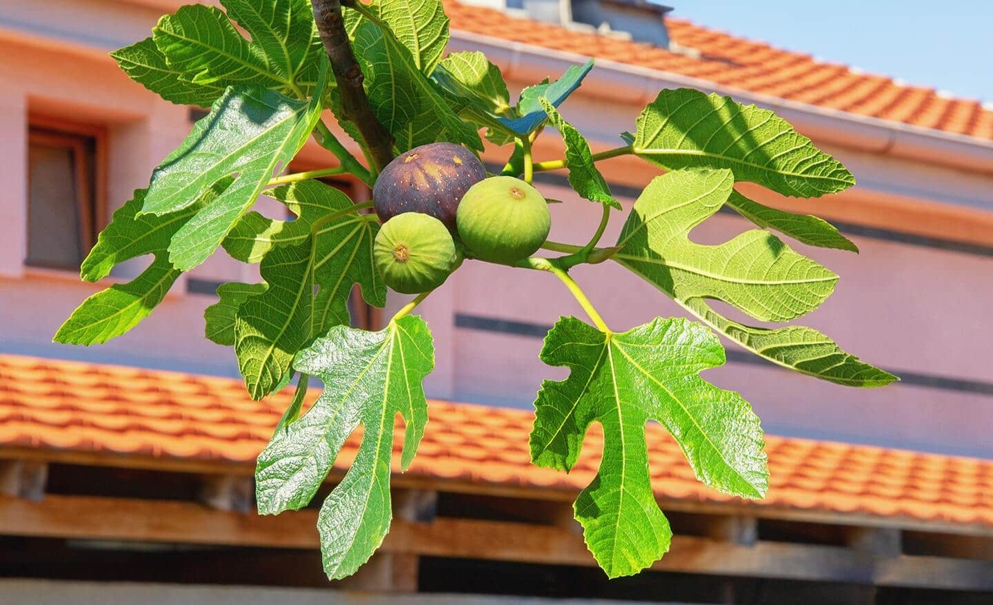 different types of fruit trees with pictures