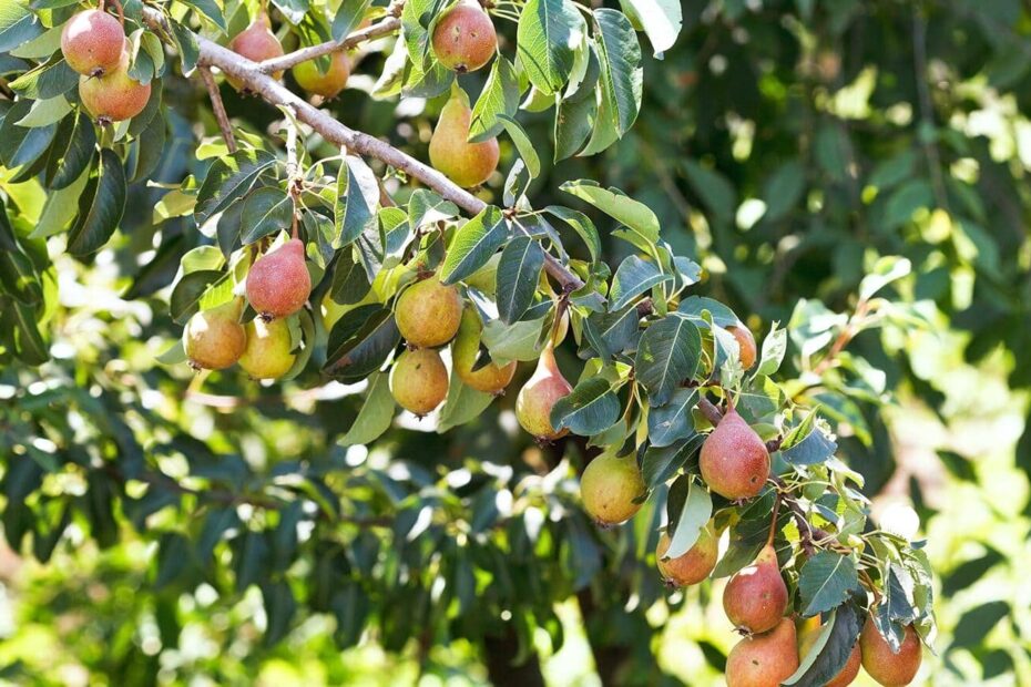 Types Of Fruit Trees The Home Depot