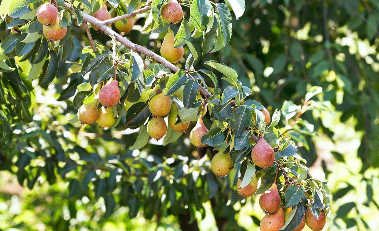 Types Of Fruit Trees The Home Depot