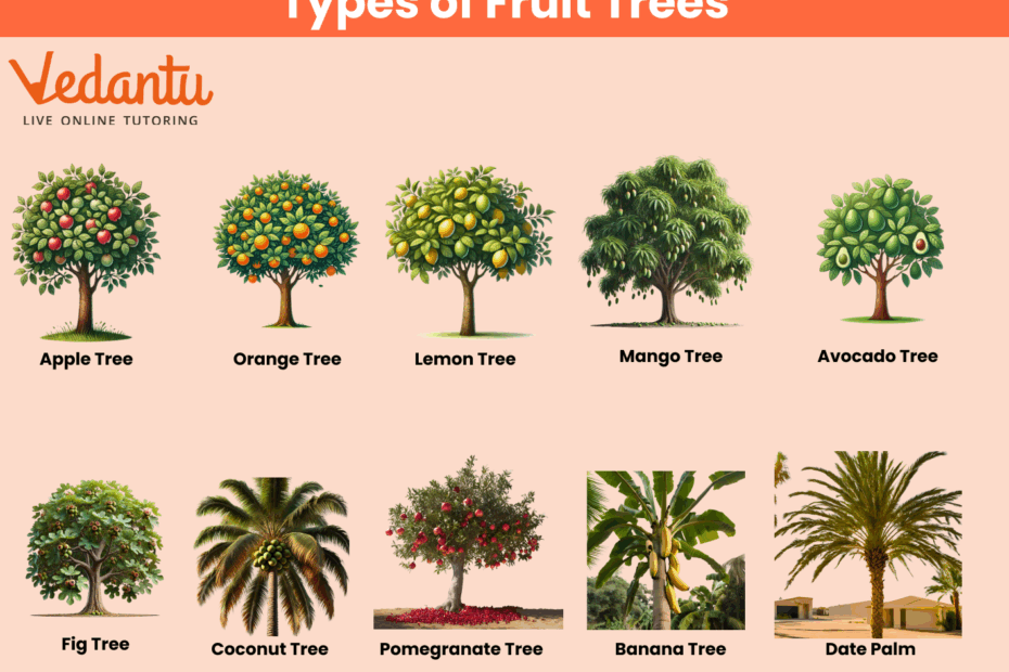 Types Of Trees With Names Identify Classify U0026 Learn Fast