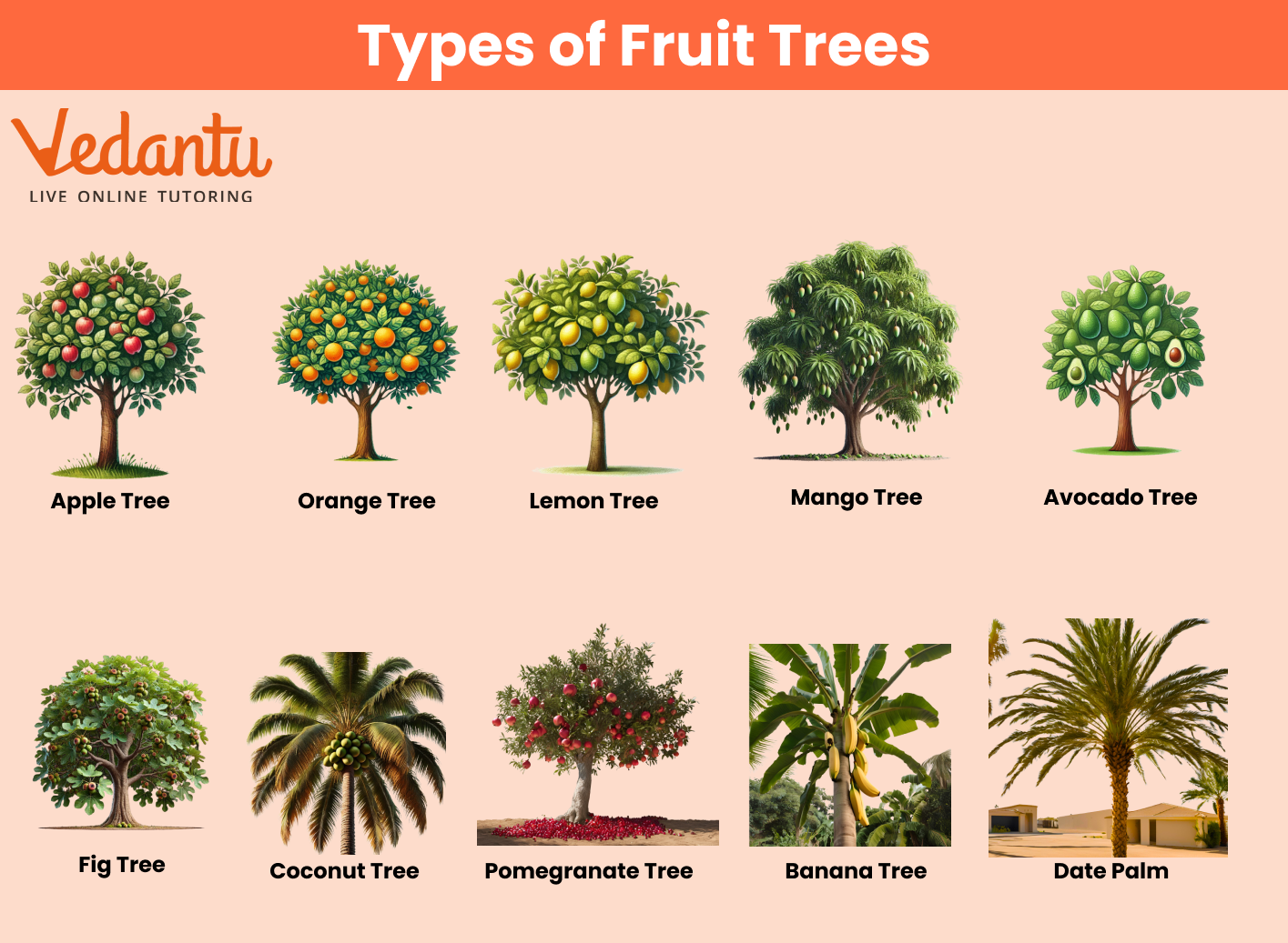 Types Of Trees With Names Identify Classify U0026 Learn Fast