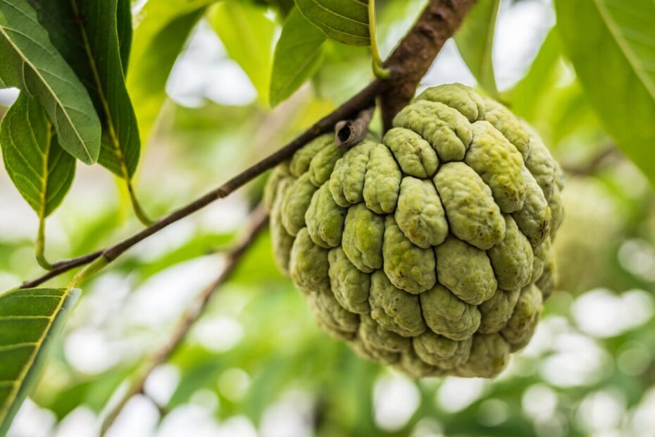 Ugly Fruit You ll Want To Eat Kellogg Garden Organics