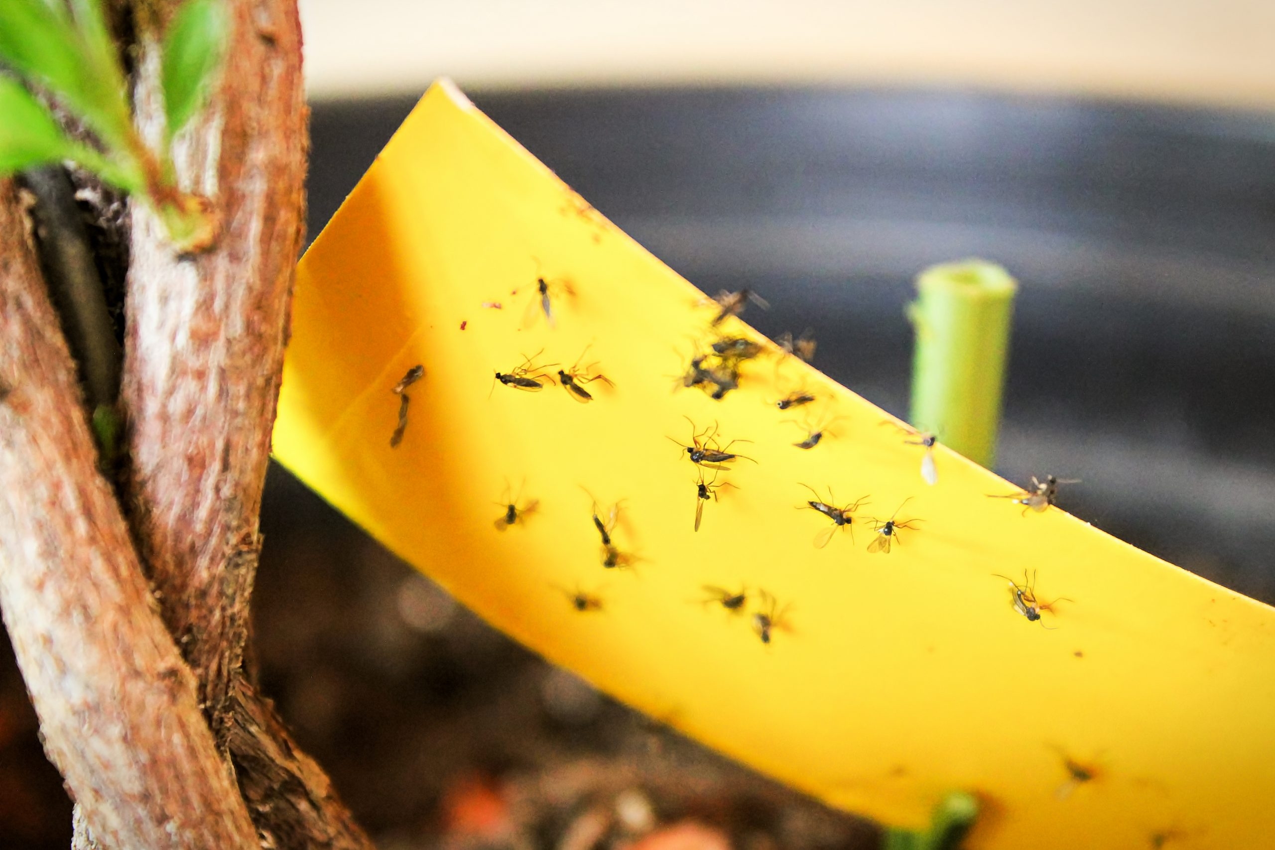Understanding Fruit Flies Vs Gnats My Pest Pros