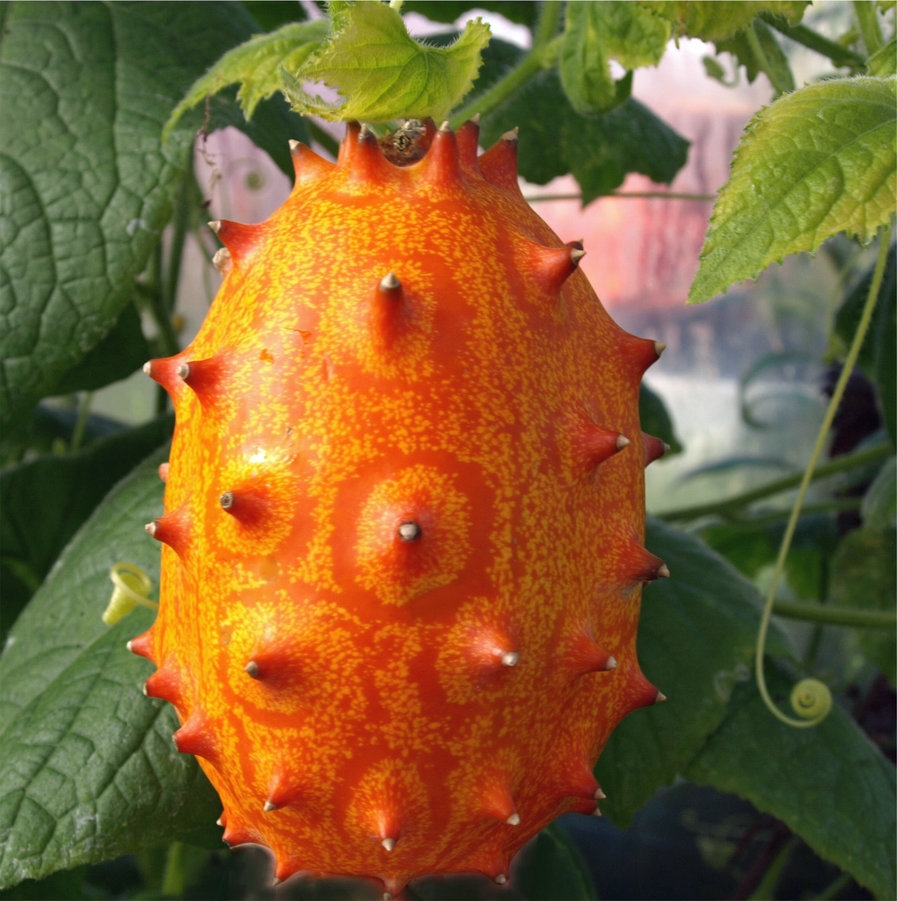 Unusual Edible Plants Onszaden