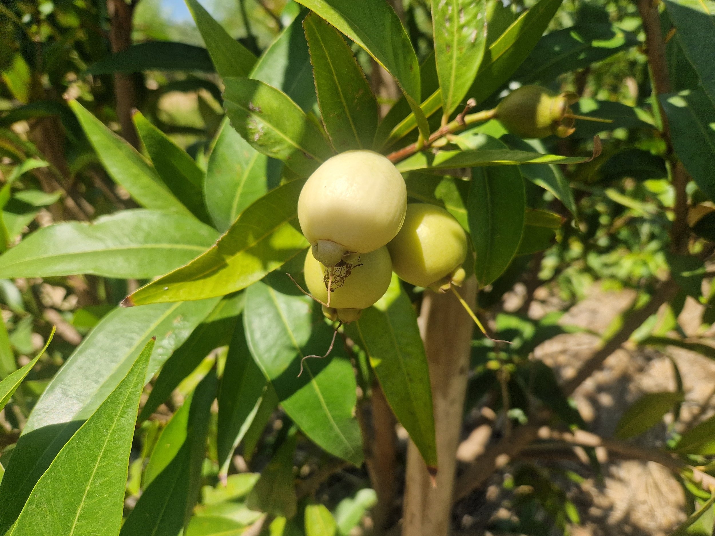 different types of fruit trees with pictures and names