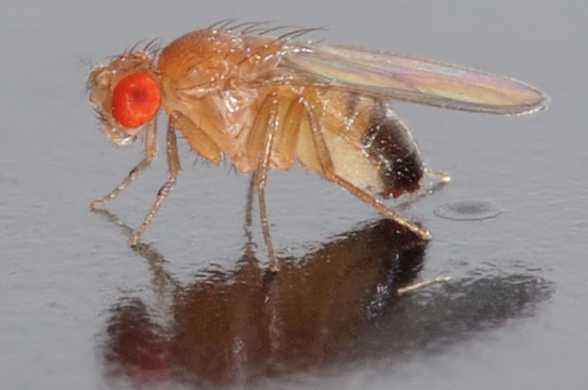 pictures of fruit flies