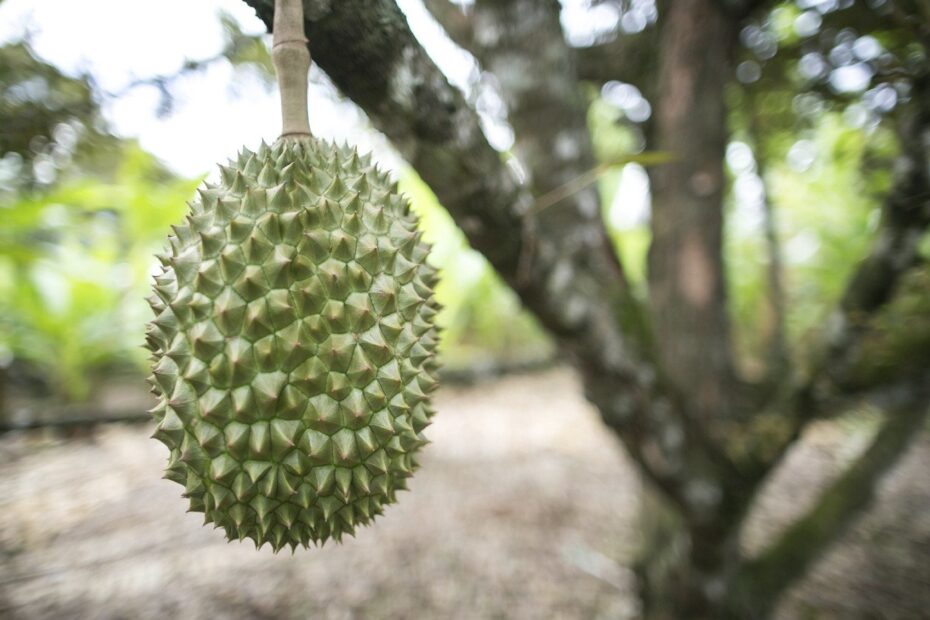 Uses For Durian Fruit Learn About Durian Fruit Growing