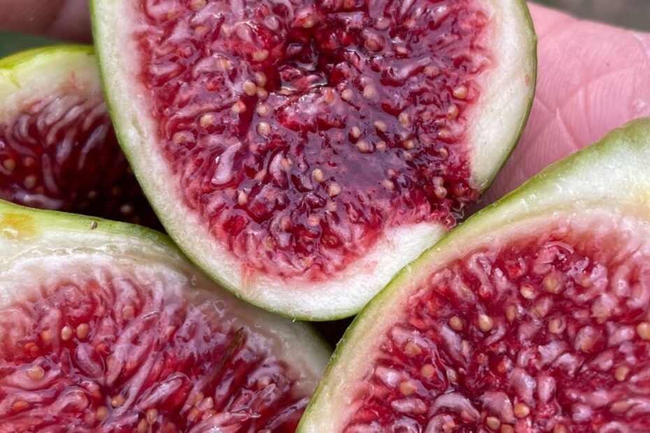 Ventura Northern Hardy Fig Potted Plant Fruition Seeds