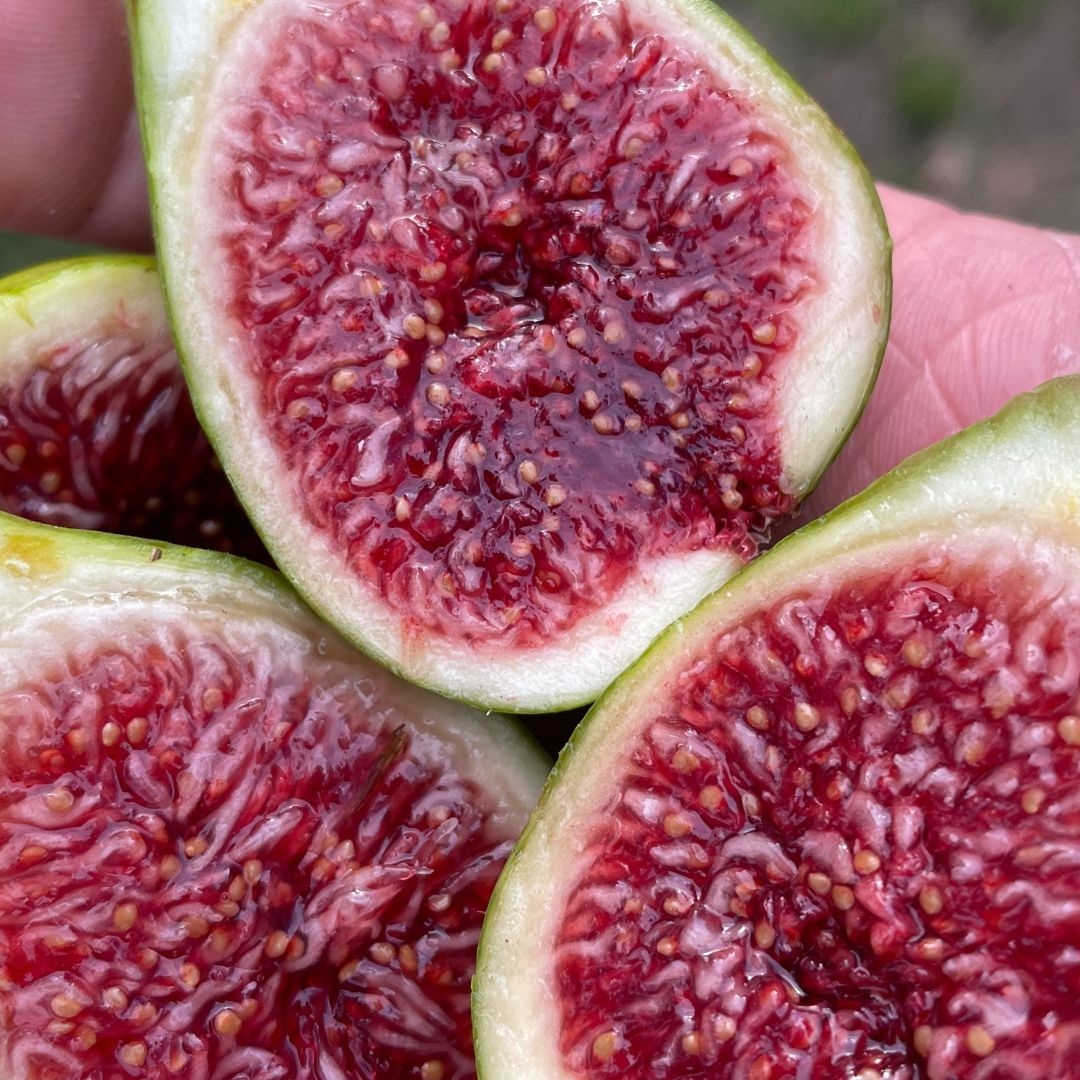 fig fruit images pictures