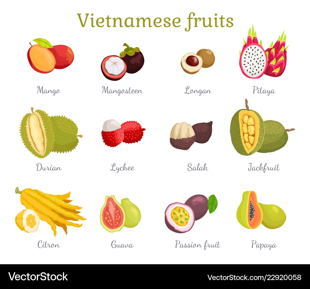 Vietnamese Tropical Fruits Royalty Free Vector Image