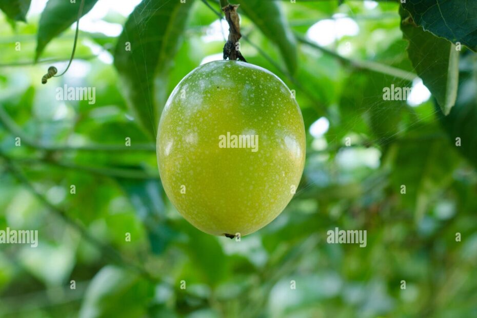 Vine Fruit Hi res Stock Photography And Images Alamy