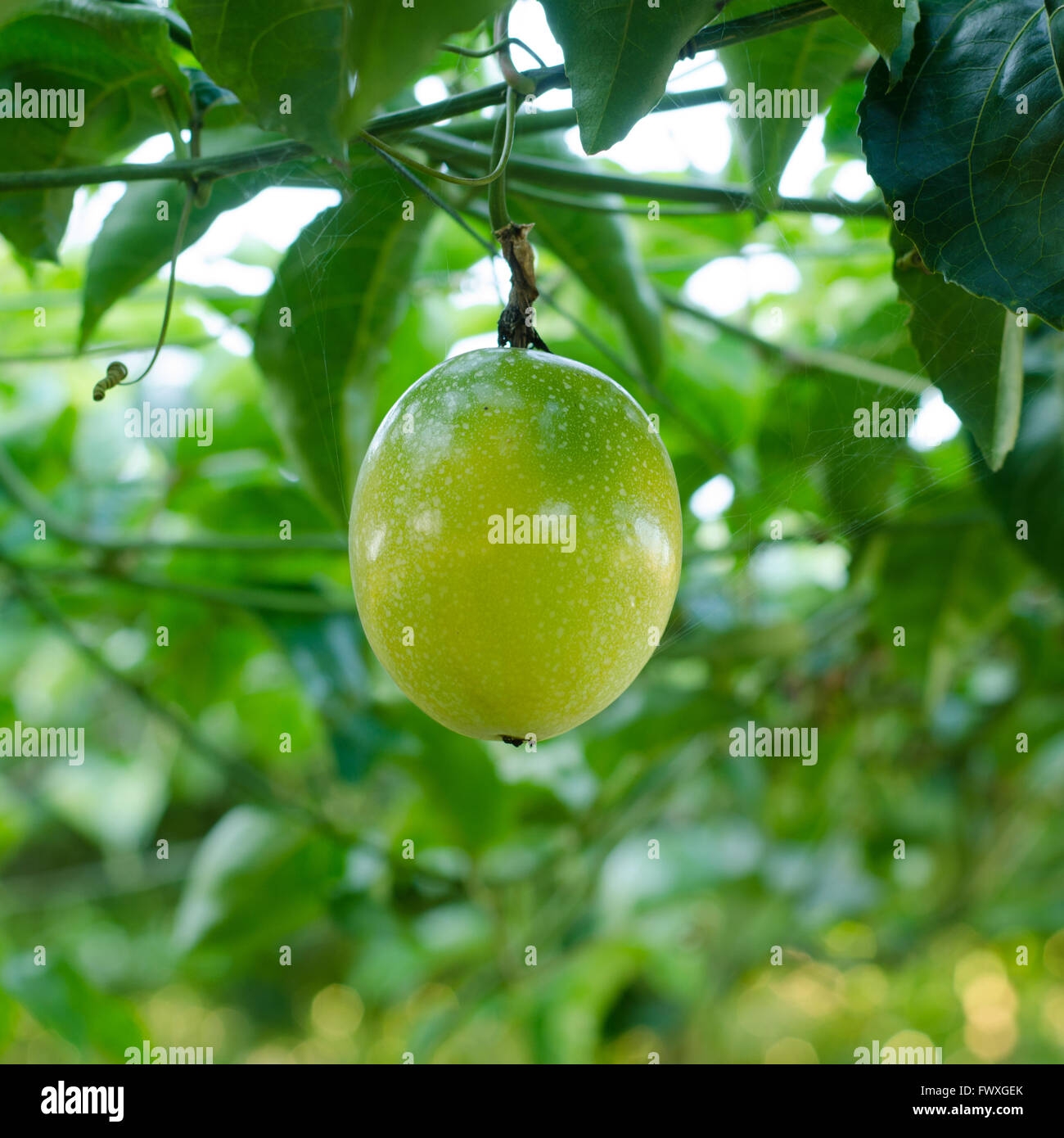 Vine Fruit Hi res Stock Photography And Images Alamy