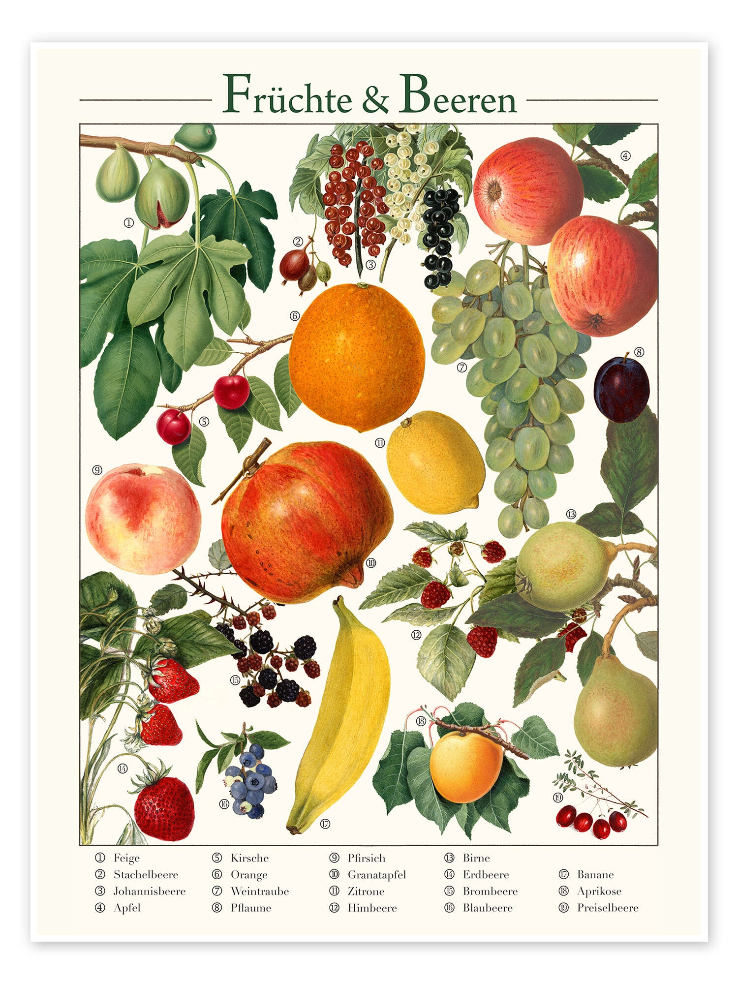 Vintage Fruits U0026 Berries German Print By Vintage Educational 