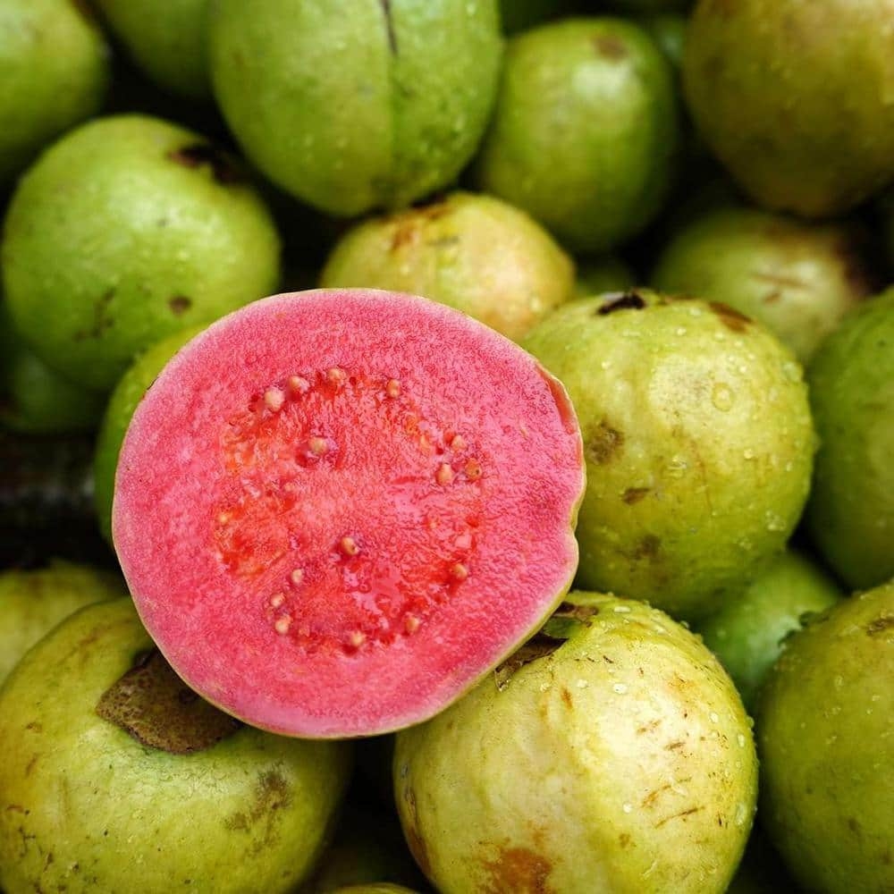 Wekiva Foliage Pink Guava Tree Live Plant In A 1 Gallon Pot Psidium Guajava Edible Fruit Bearing Tree