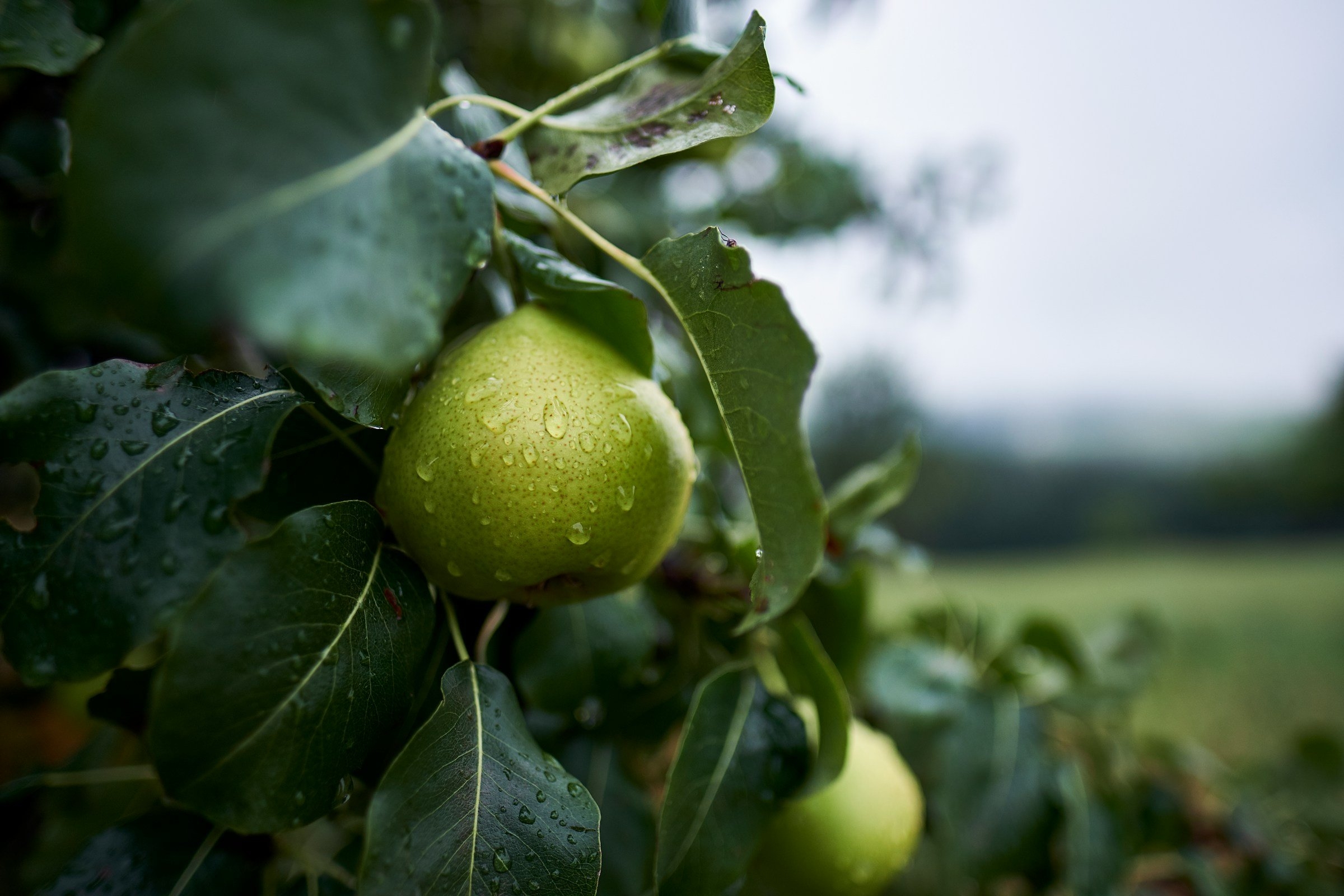 bear fruit picture
