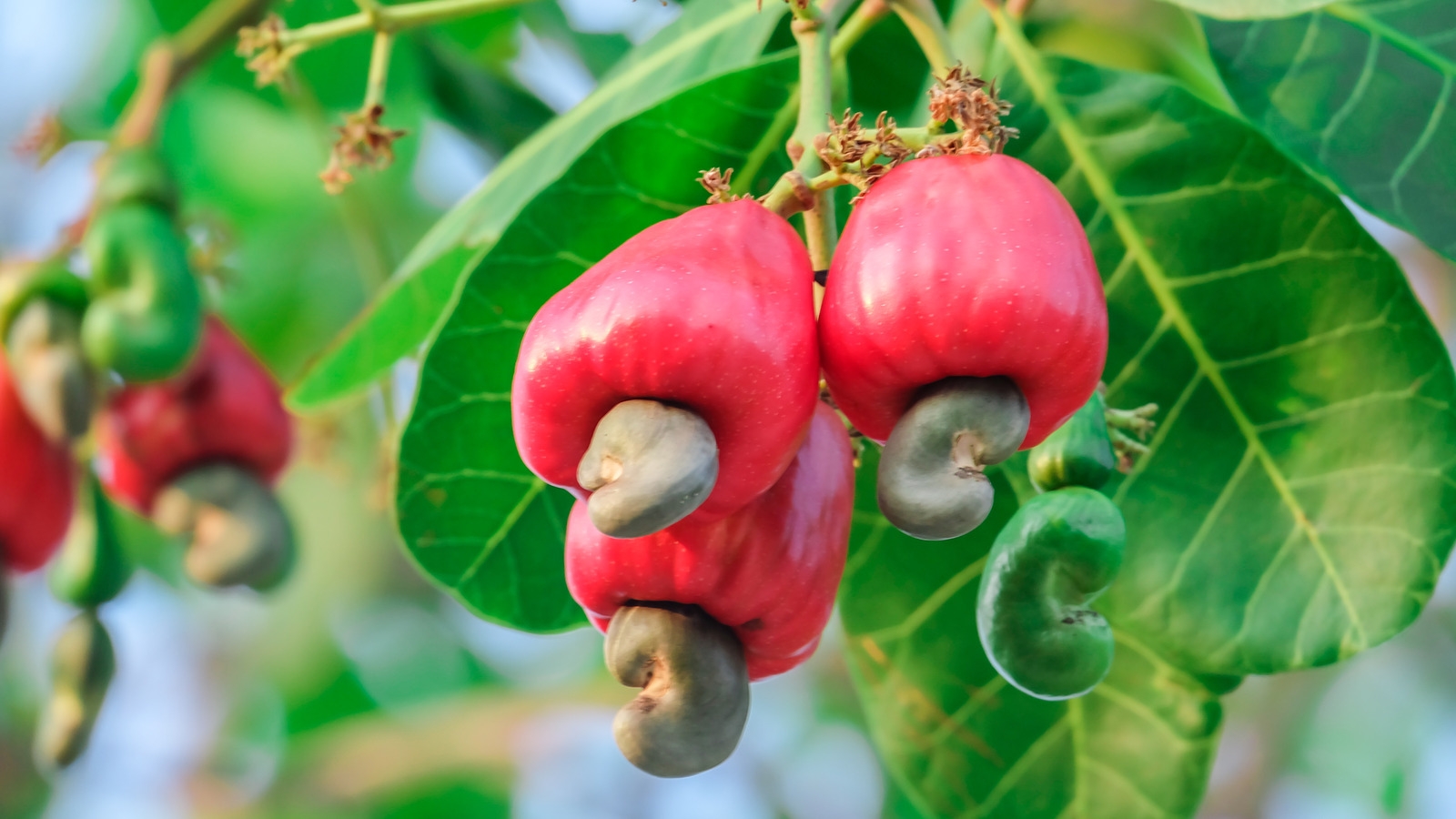 What Is A Cashew Apple And What Does It Taste Like 