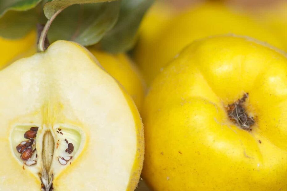What Is Quince Fruit Ultimate Guide
