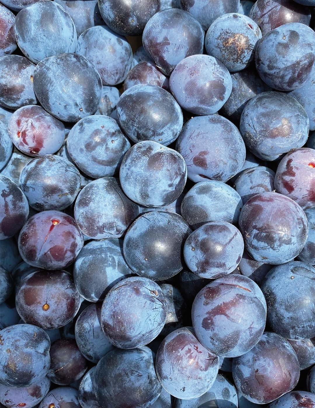 prune fruit picture