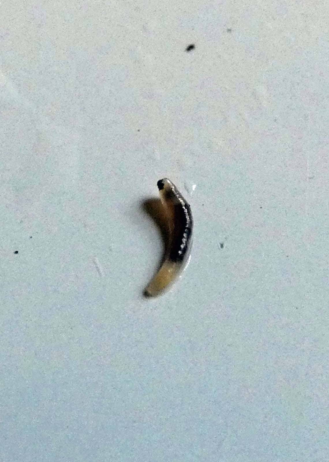What To Do About Maggots In Fruit How To Prevent Fruit Maggots 