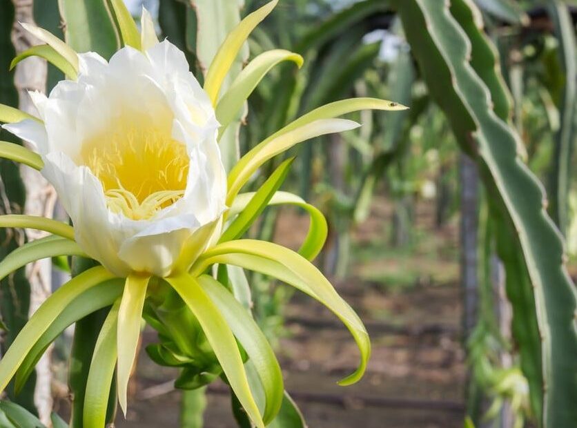When Does A Dragon Fruit Bloom Reasons For No Flowers On Dragon