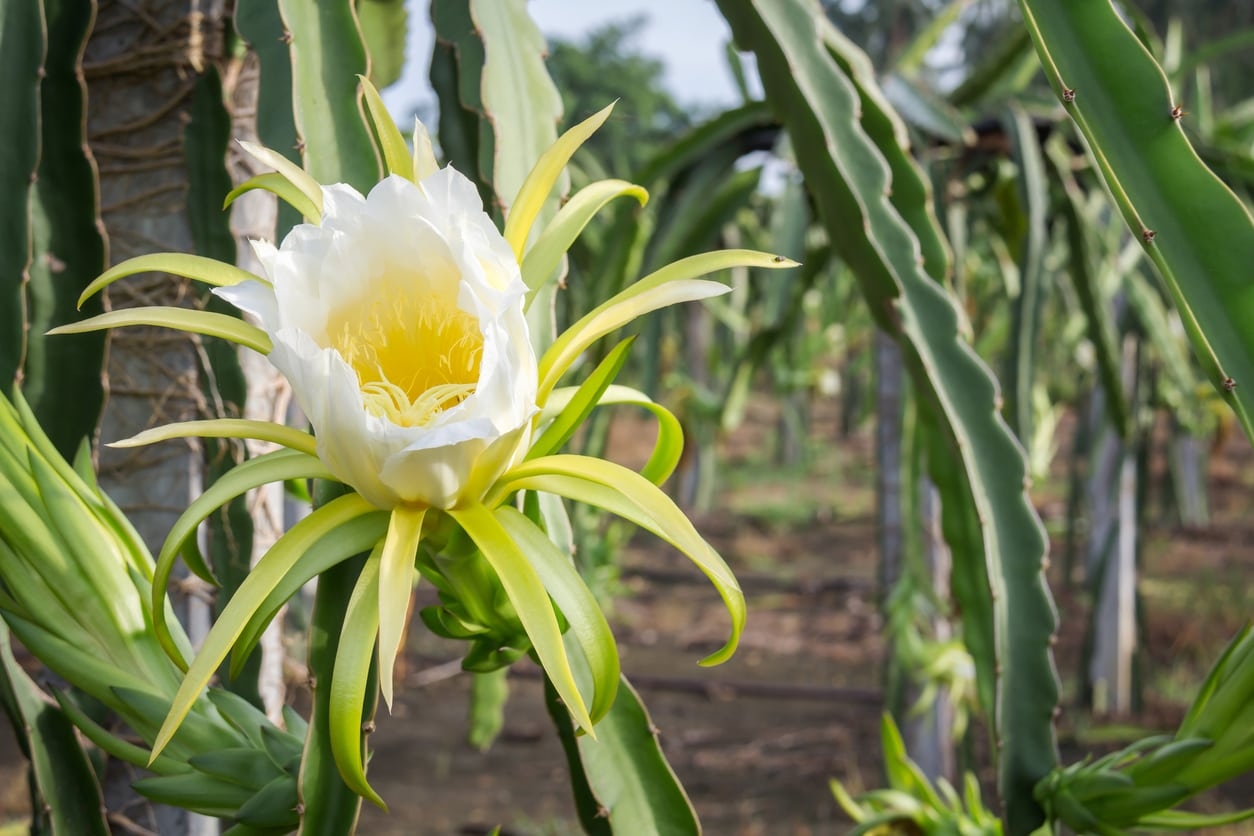 When Does A Dragon Fruit Bloom Reasons For No Flowers On Dragon Fruit Cactus Gardening Know How
