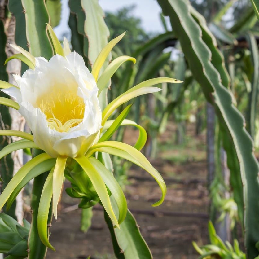 When Does A Dragon Fruit Bloom Reasons For No Flowers On Dragon 