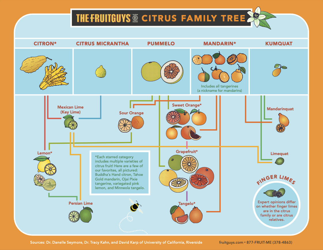 Where Do Citrus Fruits Come From Check The Family Tree The 