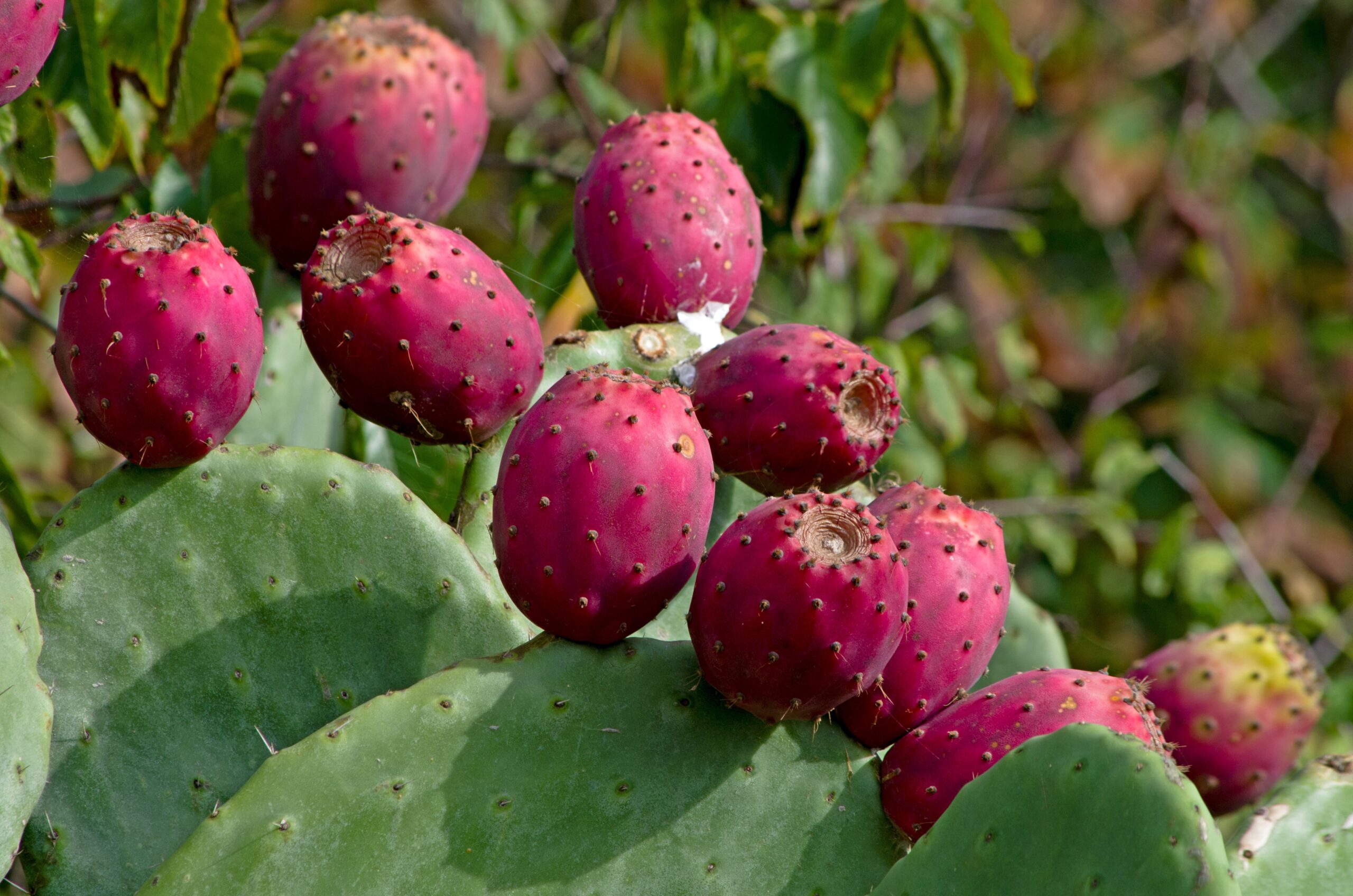 Which Types Of Cacti Can You Eat Complete Landscaping