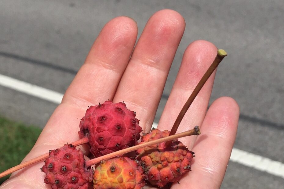 Who Eats Kousa Dogwood SIDEWALK NATURE