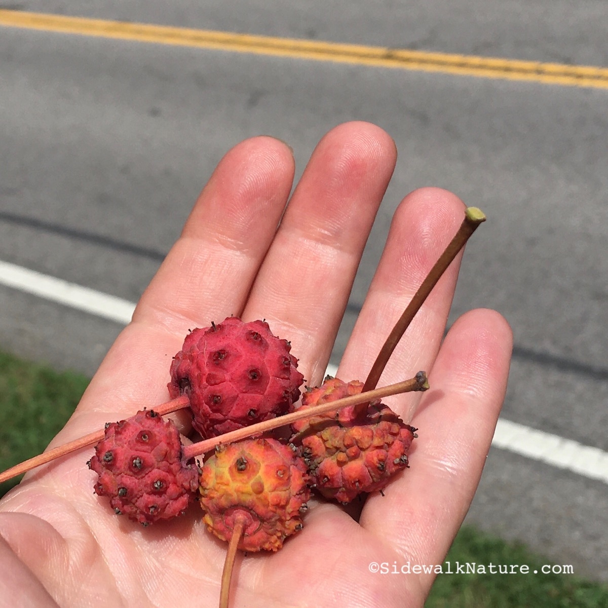 Who Eats Kousa Dogwood SIDEWALK NATURE