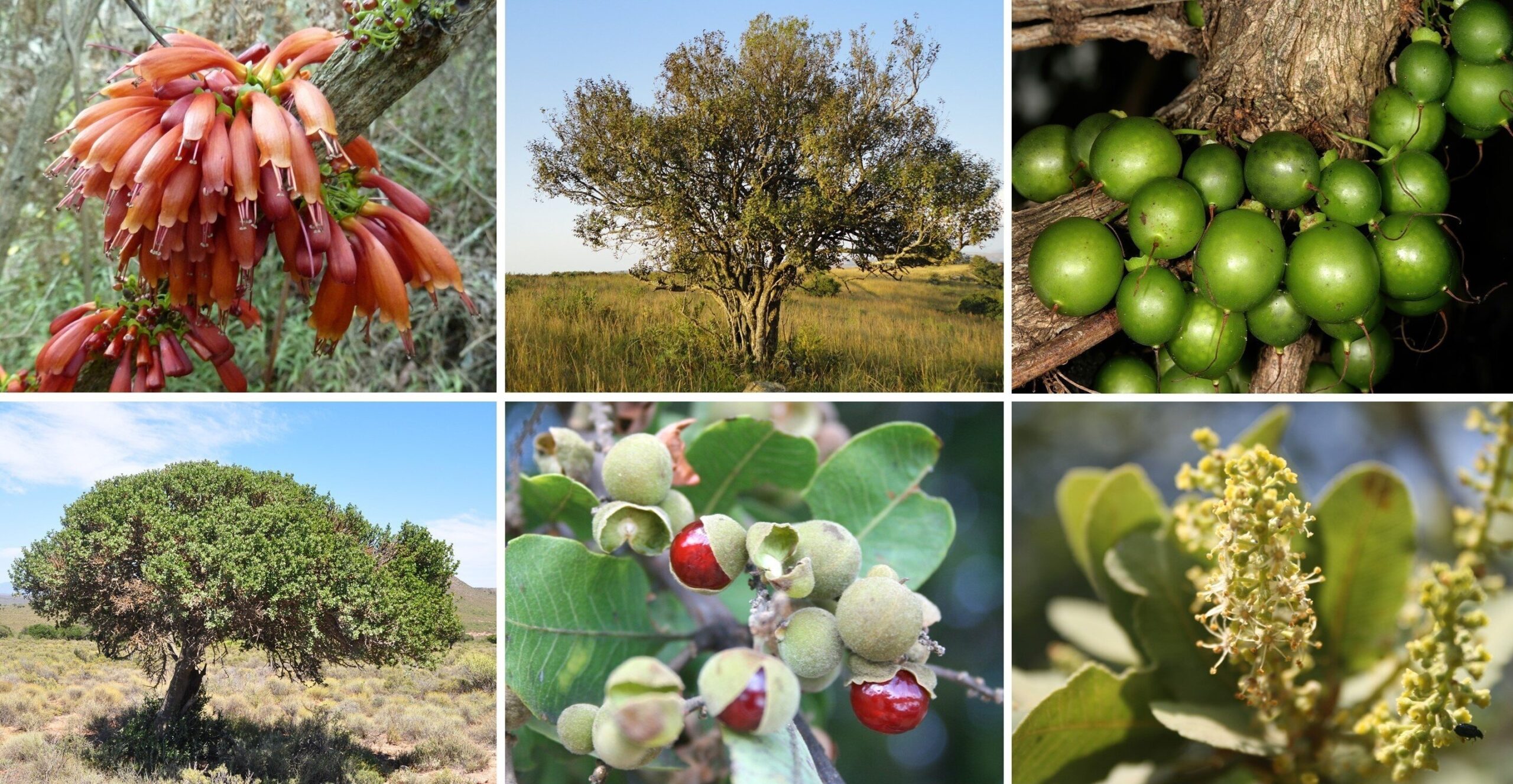 african fruits pictures